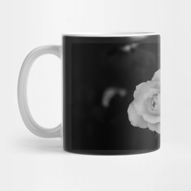 single white rose blossom in black and white by kall3bu